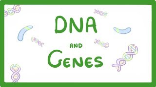 GCSE Biology  DNA Part 1  Genes and the Genome 63 [upl. by Ibed]