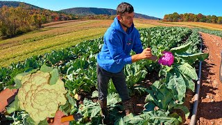 Late Season Purple Cauliflower Harvest [upl. by Yvi]