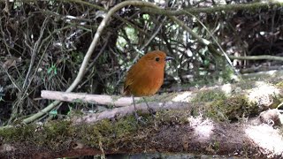 Equatorial antpitta 091124 [upl. by Anua316]