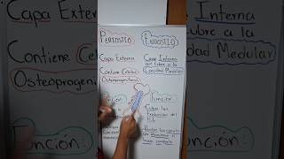 DIFERENCIA entre PERIOSTIO y ENDOSTIO 🦴🤔vetmed emvz anatomiavet animal fisiologia anatomiav [upl. by Slen]