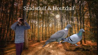 Vogel beginnerscursus 10  Stadsduif amp Houtduif [upl. by Amzaj]