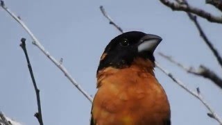 Blackheaded Grosbeak male singing [upl. by Ehrsam]