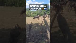 Asi alimentan el GANADO en EL SALVADOR 🐂🇸🇻 [upl. by Marquardt114]