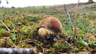 Comenzamos temporada de Boletus Pinophilus en Navarra a 7 de mayo de 2024 [upl. by Jerusalem]