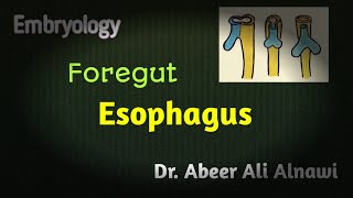 Embryology Foregut Development of esophagus Dr Abeer Ali Alnawi [upl. by Spiegel]