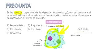 PREGUNTA DE EXAMEN ADMISIÓN [upl. by Atinrahc]