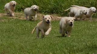 YELLOW LABRADOR PUPPY STAMPEDE [upl. by Adnohryt]