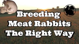 Breeding Meat Rabbits The Right Way [upl. by Ij547]