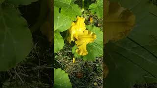 This Bee is Checking My Work growingseason bees bumblebees wildbees gardening watermelon [upl. by Jew]