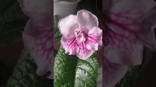 streptocarpus 💜 стрептокарпус спокуса houseplants [upl. by Eohce]