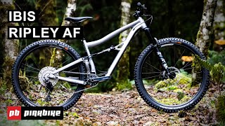 2021 Ibis Ripley AF Value Alloy Trail Ripper  First Look [upl. by Vinia]