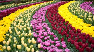 🌷🌹DER KEUKENHOF IN HOLLAND💐🌷  Der wohl schönste und bunteste FrühlingsBlumenPark der Welt TEIL 1 [upl. by Adnor]