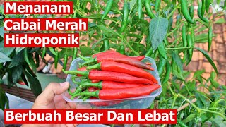 Cara Menanam Cabai Merah Hidroponik Berbuah Besar Dan Lebat [upl. by Llertnor286]