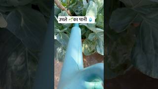 Cowdung liquid fertiliser gardening garden plants gardeningtips terracegarden ￼￼ [upl. by Randi]