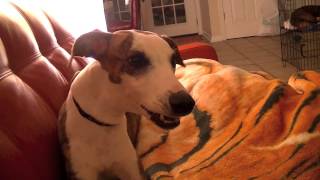 WESLEY Whippet puppy temper tantrum [upl. by Dorahs722]