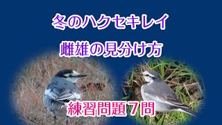 【練習問題７問】冬のハクセキレイ 雌雄の見分け方 White Wagtail [upl. by Darryn]