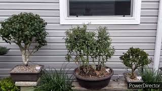 Bonsai by the Samurai Cypress Lakes Bonsai Club driveway Bonsai [upl. by Aitsirt]