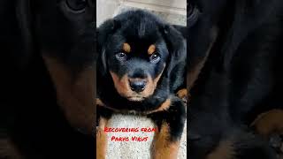 My Rottweiler Recovery From Parvo Virus [upl. by Nodyarb]