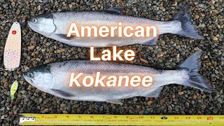 Catching Large Kokanee and Trout at American Lake [upl. by Nyliahs]