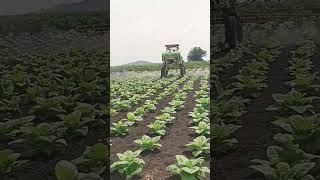 Spraying insecticide our Tobacco farm 🌱🌱🌱😍😍😍😍 [upl. by Skrap]