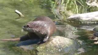 Fischotter Fütterung 1 Zoo Augsburg [upl. by Karin]