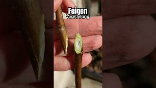 Tutorial Feigen richtig leicht veredelt DIY Kopula via Gegenzungen Anleitung zum selber machen Tipp [upl. by Waugh]