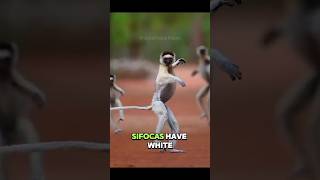 Sifaka The Leaping Experts of Madagascars Forests lemurs sifaka madagascar wildlife animals [upl. by Giltzow]