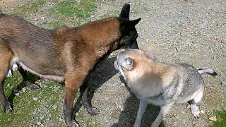 Gladys chef de meute avec deux femelles chien loup tchécoslovaque agée d15 ans [upl. by Amolap]