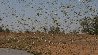 Biggest Swarm of Budgies [upl. by Gerstein]