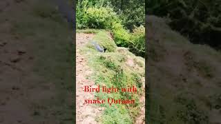 Bird vs snake 🐍Kul ya Ayuo Al kaferoonshort vedio [upl. by Amol321]