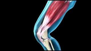 Knee Joint  Range of Movement  3D Medical Animation  ABP © [upl. by Prior]