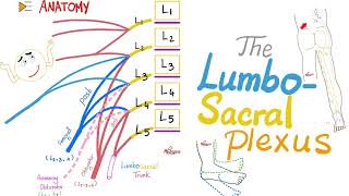 The Lumbosacral Plexus  Anatomy Series [upl. by Gasser]