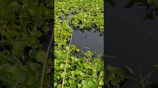 The best way to hook fishing in pond Part1034 shorts [upl. by Wein]