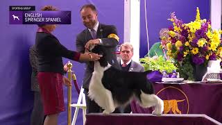 Spaniels English Springer  Breed Judging 2024 [upl. by Nickolai]