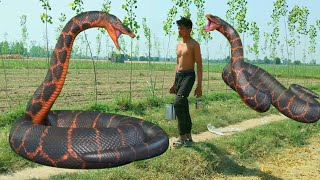 Saamp vala video  Snake video  सांप वाला वीडियो  anaconda video  king kobra snake video [upl. by Clarita566]