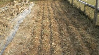 Planting Winter Wheat  tilling the soil by hand [upl. by Harbour115]