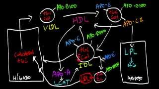 Metabolismo de las Lipoproteinas [upl. by Nosloc]