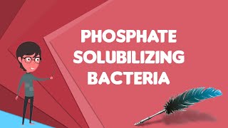 What is Phosphate solubilizing bacteria Explain Phosphate solubilizing bacteria [upl. by Nichol]