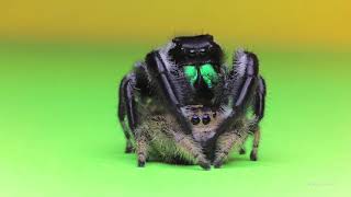 Regal jumping spiders Gilda and Rex second mating [upl. by Valina]