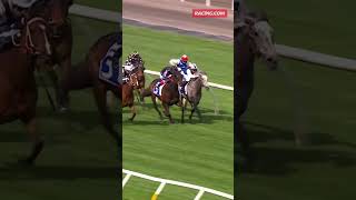 Fighting Arrow dominates the Darley Spring Preview shorts horseracing racing horse flemington [upl. by Knuth557]