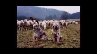 Meet the Bergamasco [upl. by Lyon]