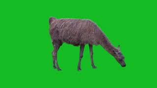 Alpaca on Green Screen HD green Video Animals [upl. by Thirion]