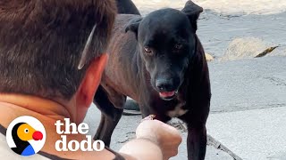 This Dog Rescue Will Make You Believe In Fate  The Dodo [upl. by Suzann175]