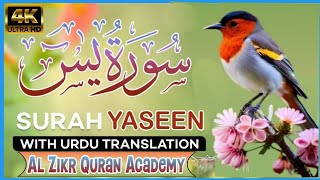 Surah e Yaseen  سورة یسن شریف  Quran Tilawat Beautiful Sound With Urdu tranclation [upl. by Reiser]