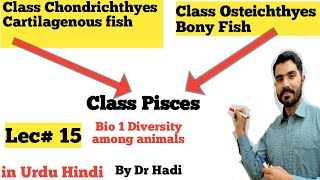 Class Pisces or Class Chondrichthyes and osteichthyes bony fish and cartilaginous fish [upl. by Erb]