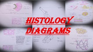 HISTOLOGY DIAGRAMS PART 1 MBBS  ANATOMY  SLIDE [upl. by Savill999]