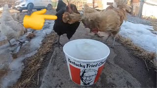 CANIBAL Chickens eating KFC [upl. by Raffaj]