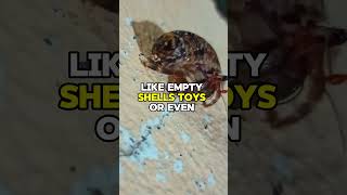 HOW DO HERMIT CRABS 🦀 BECOME STRAY 🥺🏚️ [upl. by Daren371]