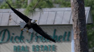 M15 The Branch Manager Building His Nest One Branch at a Time eagles baldeagle m15 [upl. by Katlin]