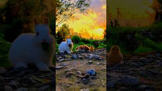 The little rabbit and Dog 🐕 and lovely chicken planing bunny rabbit rainboweggs hen moreeggs [upl. by Jeno961]